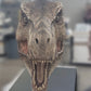 Jurassic Park Life-Size Statue Tyrannosaurus Rex Head 203 cm